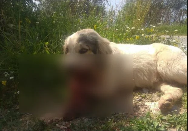 Κτήνη έβαλαν κροτίδες στο στόμα σκύλου! Μαρτυρικός ο θάνατός του