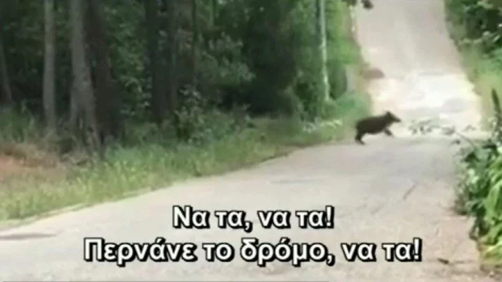 Δεν είναι φάρσα - Αγριογούρουνα έκοβαν βόλτα... στην Εκάλη! (vid)