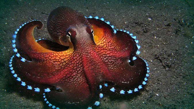 Τα χταπόδια μπορεί τελικά να είναι …εξωγήινα, λένε οι επιστήμονες