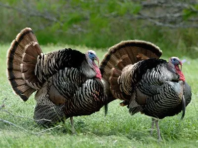 Όταν η... γαλοπούλα πήρε στο κατόπι αστυνομικούς (vid)