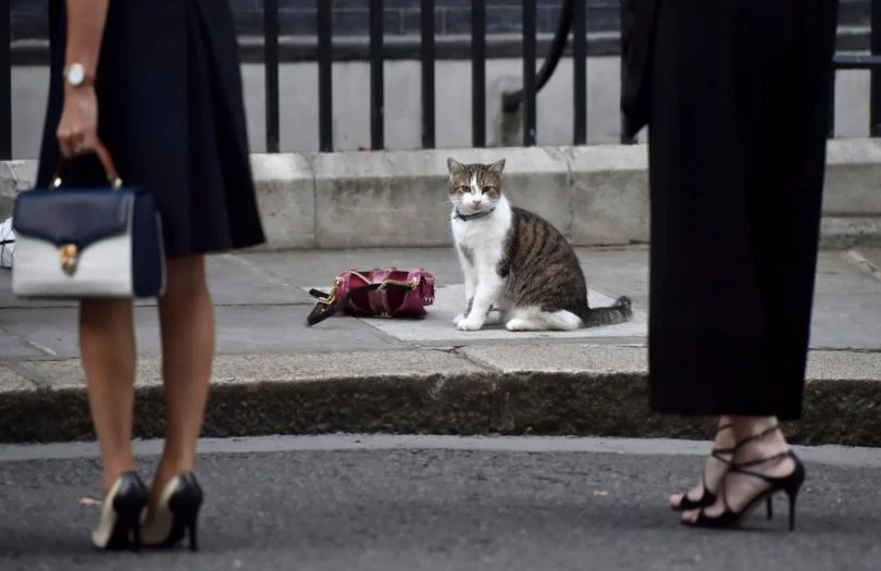 Όταν ο Λάρυ η γάτα, έκλεψε την παράσταση στο… Brexit (vid)