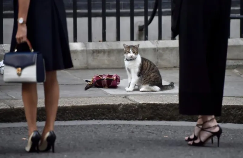 Όταν ο Λάρυ η γάτα, έκλεψε την παράσταση στο… Brexit (vid)