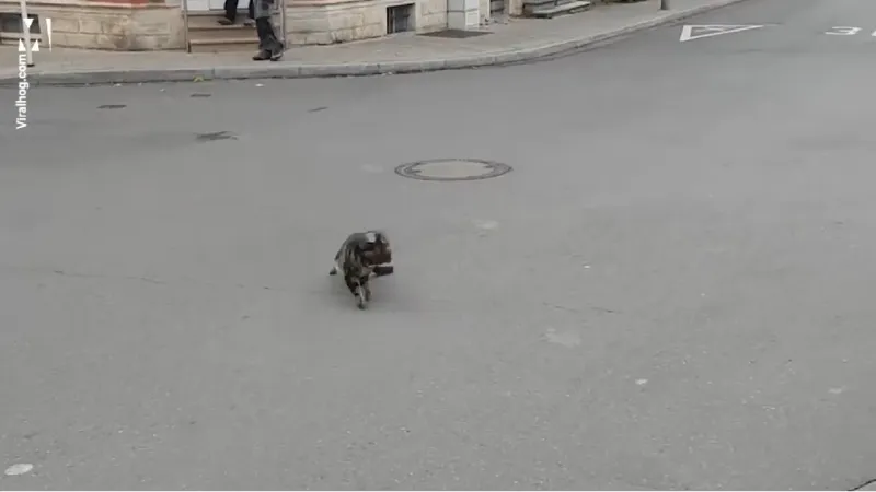 Επικό: Αρουραίος παίρνει στο κυνήγι γάτα! (vid)