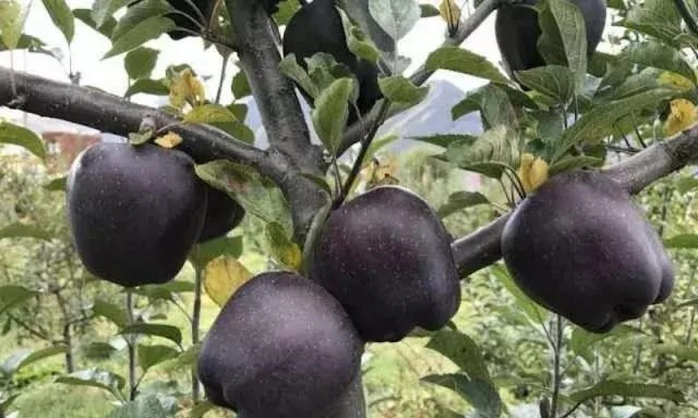 Τα σπάνια μαύρα μήλα που καλλιεργούνται σε ένα μόνο μέρος του κόσμου