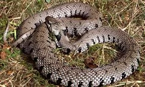 Βίντεο σοκ: Αστυνομικοί ανακρίνουν κρατούμενο τυλίγοντας ένα φίδι γύρω από τον λαιμό του!