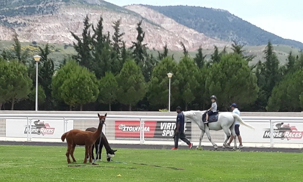 5+1 λόγοι για να πας στο Markopoulo Park (video)