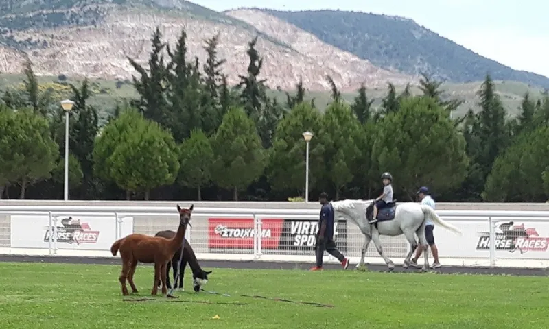 5+1 λόγοι για να πας στο Markopoulo Park (video)