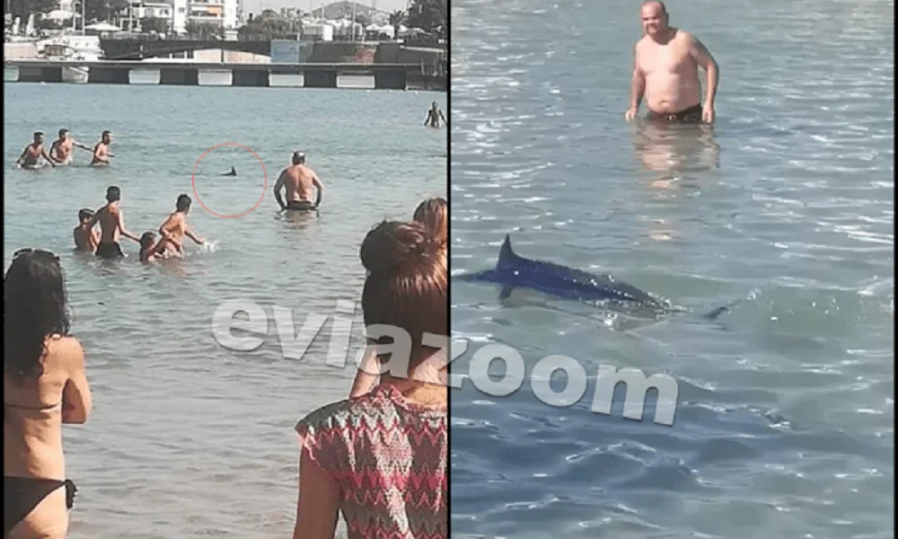 Ξιφίας: Εικόνες Ντροπής - Λουόμενοι τον βασάνισαν μέχρι θανάτου! (vid)