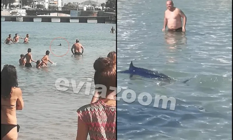 Ξιφίας: Εικόνες Ντροπής - Λουόμενοι τον βασάνισαν μέχρι θανάτου! (vid)