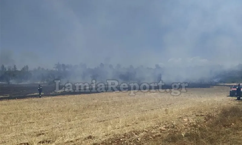 Φωτιά σε δασική έκταση στο Μαρτίνο Φθιώτιδας