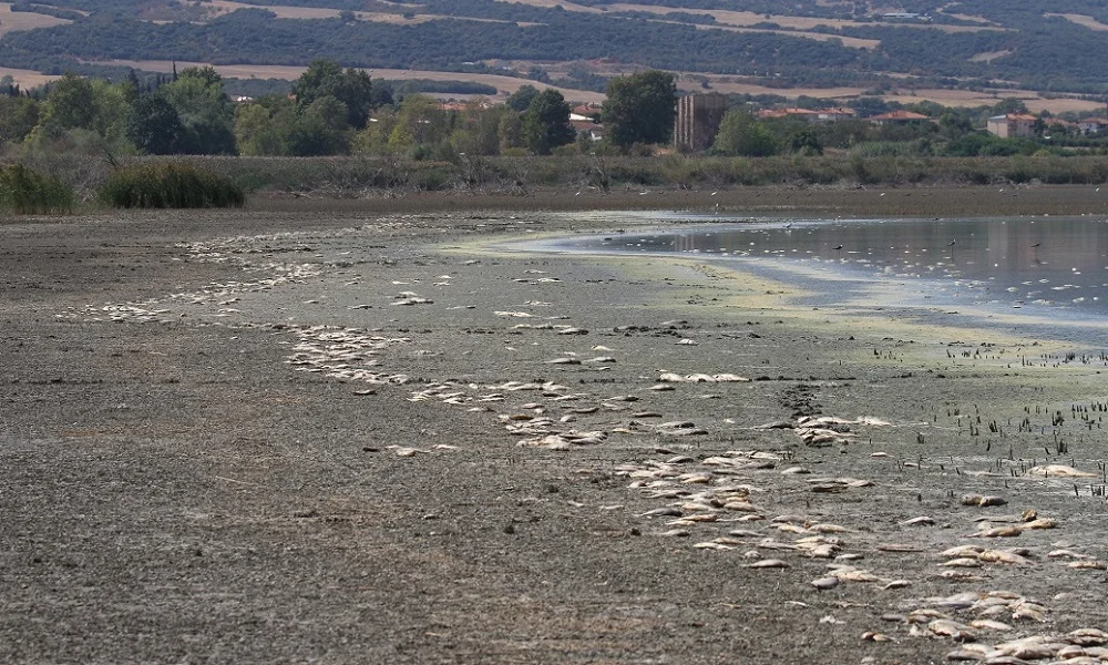 Λίμνη Κορώνεια: Νεκροταφείο ψαριών - Σοκάρουν οι εικόνες (pics)