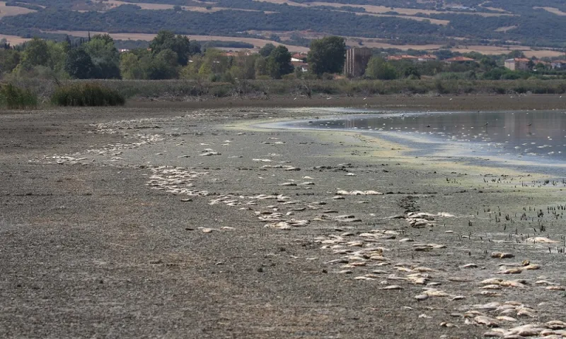 Λίμνη Κορώνεια: Νεκροταφείο ψαριών - Σοκάρουν οι εικόνες (pics)