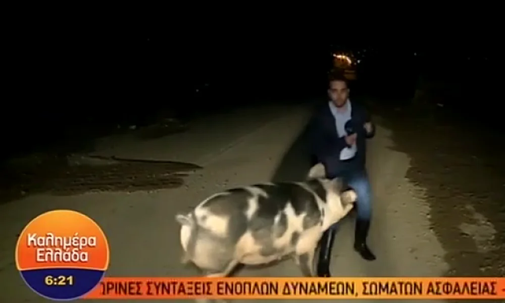 Γουρούνι πήρε στο κυνήγι ρεπόρτερ του Παπαδάκη: Τον δάγκωνε στον αέρα (vid)