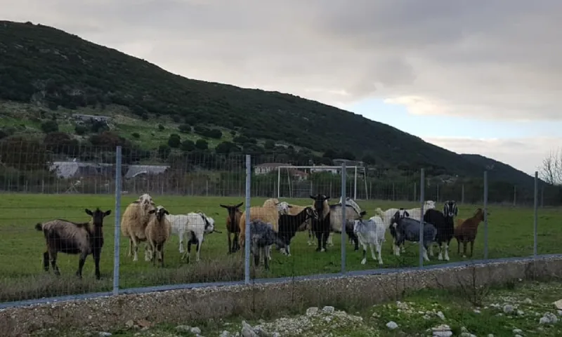 Ηγουμενίτσα - Απίστευτο! Πρόβατα έφαγαν χλοοτάπητα γηπέδου αξίας 150.000 ευρώ!