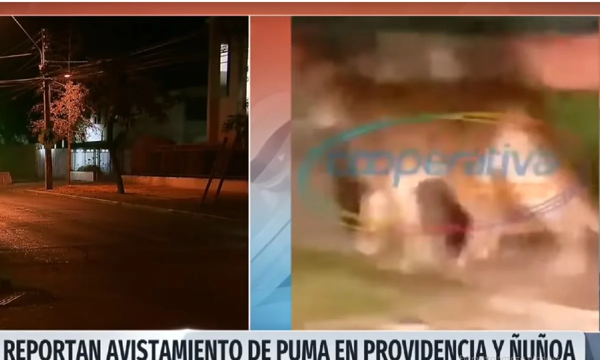O κορονοϊός επέτρεψε σε ένα πούμα να... σουλατσάρει στους δρόμους της Χιλής!