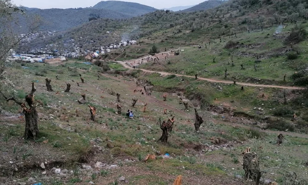 Μόρια: Συνεχίζονται οι λεηλασίες στις ελιές - Δεν πάνε λόγω απαγόρευσης οι κάτοικοι (vids-pics)