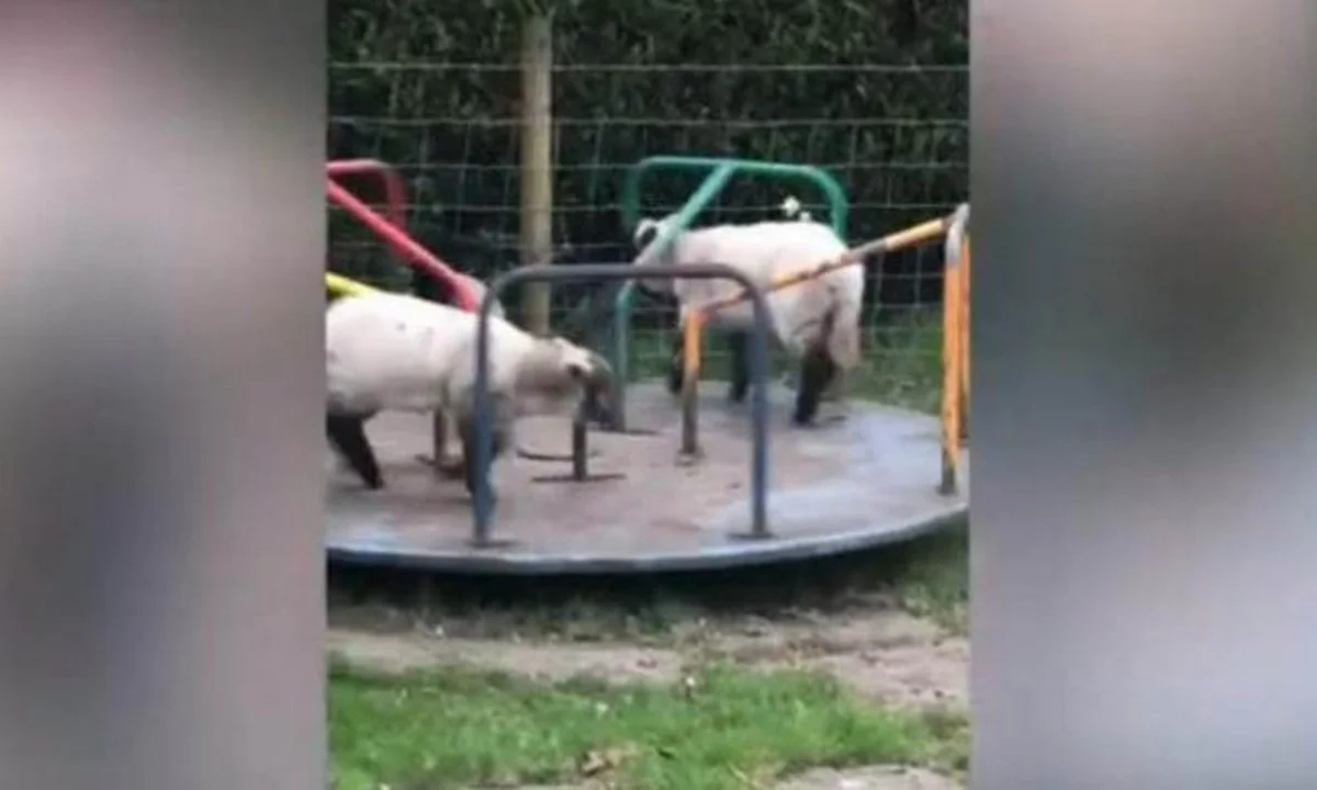 Viral: Το βίντεο με τα πρόβατα να κάνουν «γύρω γύρω όλοι»
