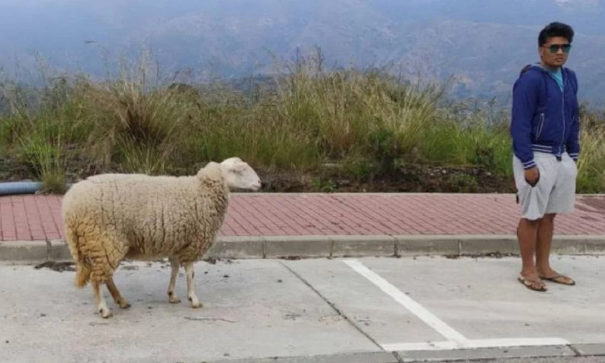 Viral: «Ήθελα να βγάλω μια βόλτα τη Μαριγώ, αλλά έφαγα πρόστιμο»