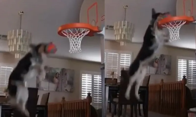 Σκύλος καρφώνει σε μπασκέτα! (vid)