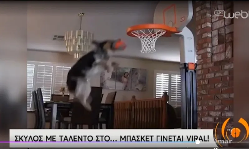 Ποιος Τζόρνταν: Το... Last Dance ενός σκύλου που καρφώνει! (vid)