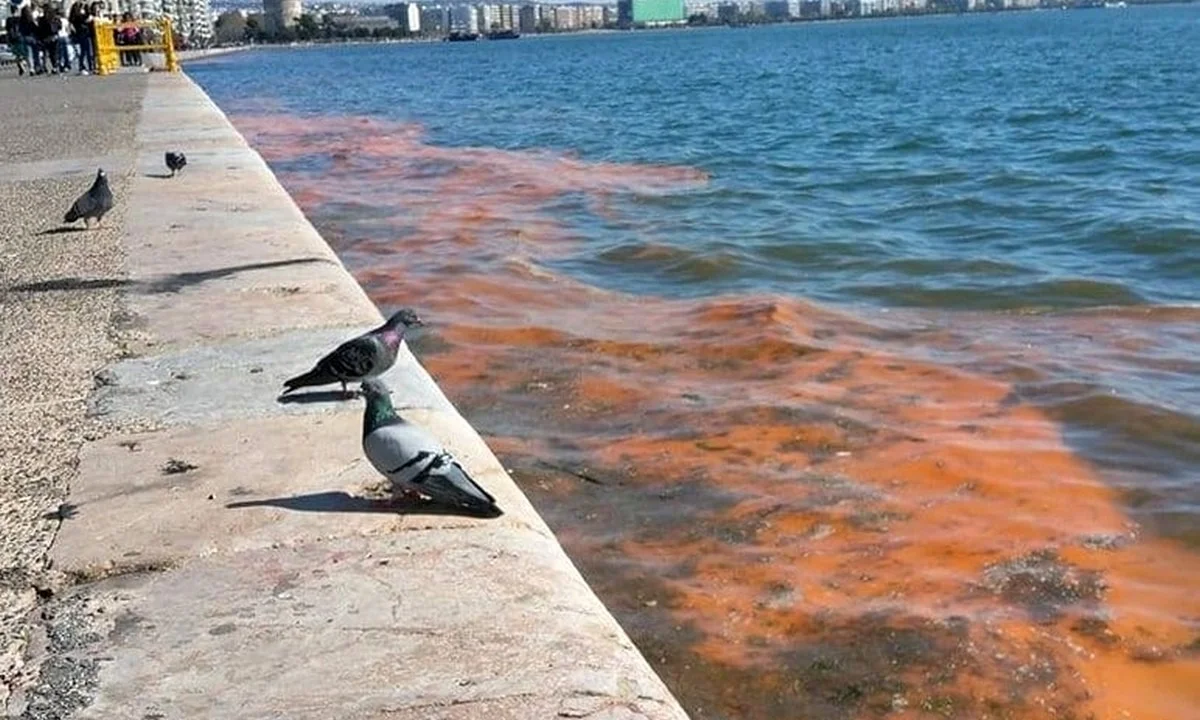 Θεσσαλονίκη: Βούτηξε για μπάνιο στον Θερμαϊκό!