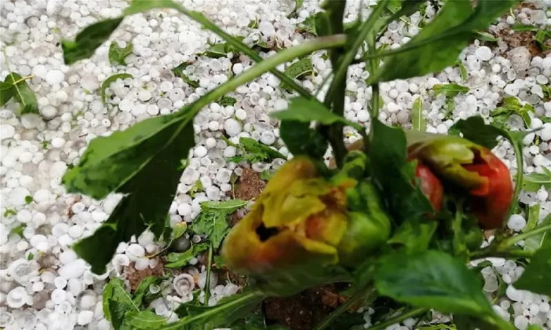 Καιρός: Έπεσε χαλάζι σαν... χιόνι στην Κοζάνη (vids)