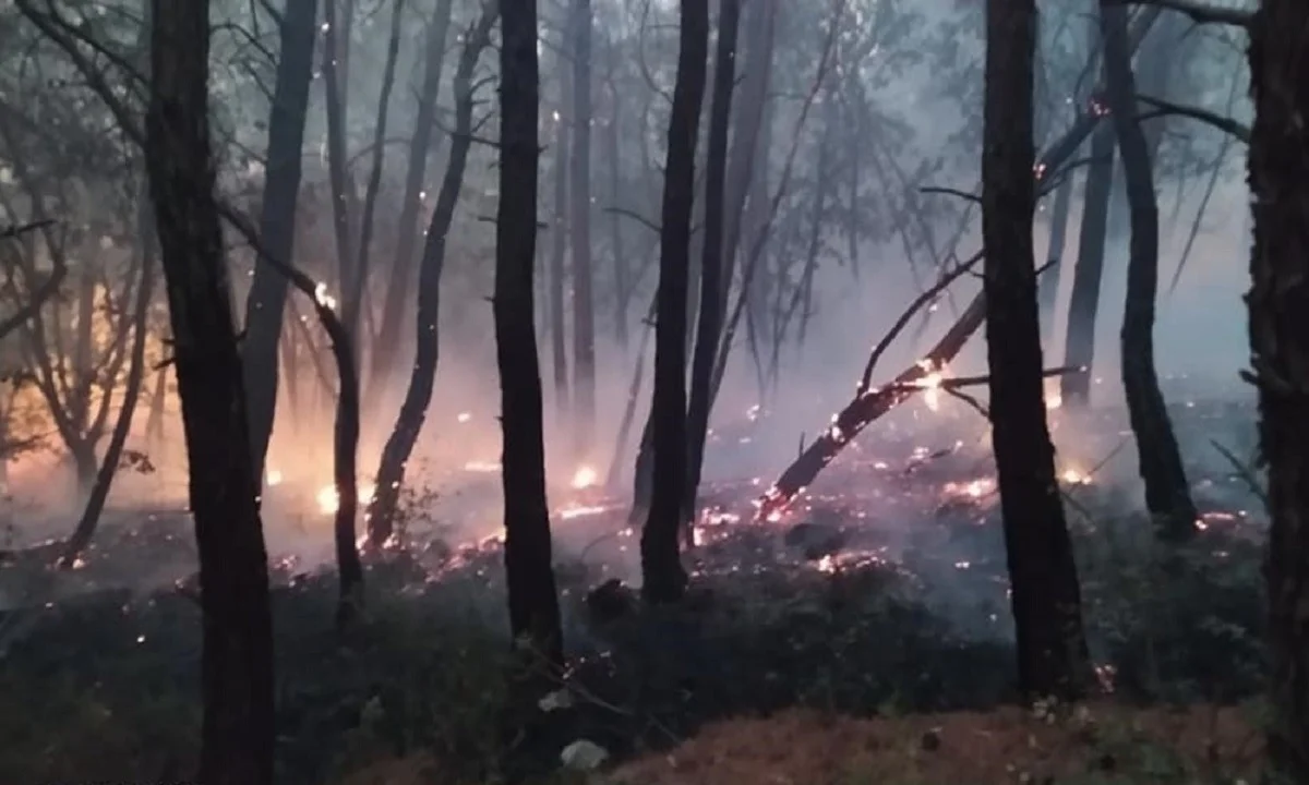 WWF Ελλάς: Κάηκε μέρος ενός από τα σημαντικότερα δασικά οικοσυστήματα της Ελλάδας και της Ευρώπης