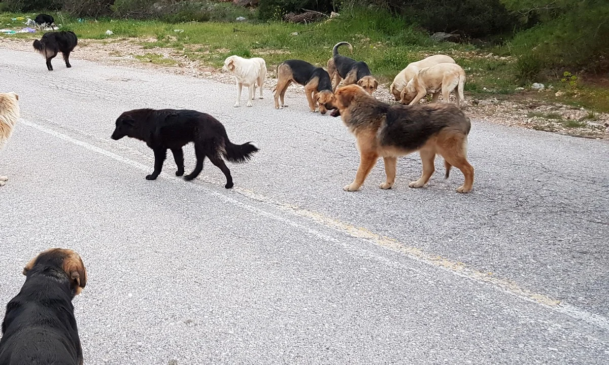 Κακούργημα ο βασανισμός και η θανάτωση ζώων - Στη Βουλή η τροπολογία