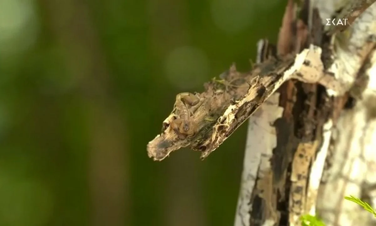 Survivor: Τον τσίμπησε σε... ευαίσθητο σημείο