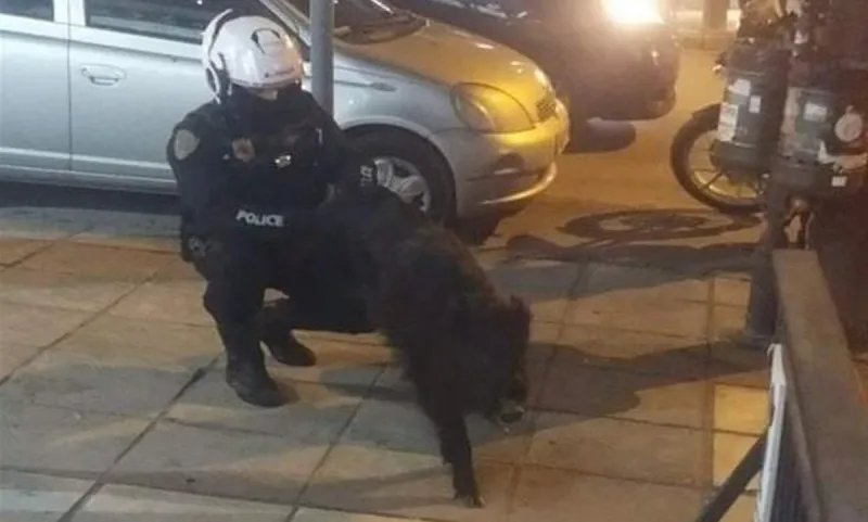 Τούμπα-Θεσσαλονίκη: Αγριογούρουνο έκοβε βόλτες έξω από κρεαταγορά (pic)