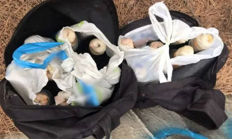 Πάτρα: Βρέθηκαν 17 μολότοφ κρυμμένες σε δάσος - Τι ερευνά η Αστυνομία (pics)