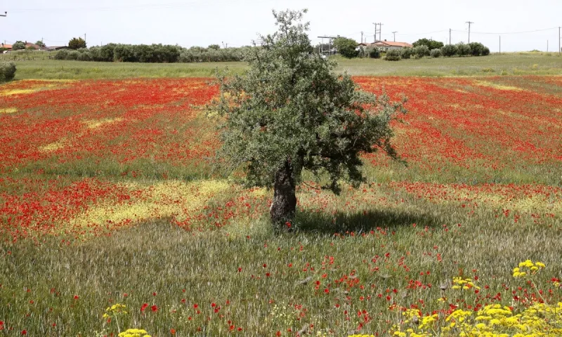 Καιρός: Ανοιξιάτικος καιρός την Δευτέρα (17/5), τοπικές βροχές την Τετάρτη