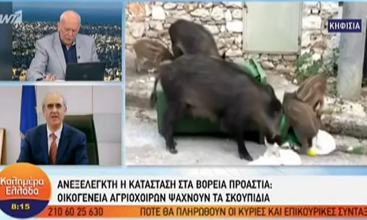 Κηφισιά: Γυναίκα με μωρό στο καρότσι βρέθηκε αντιμέτωπη με αγριογούρουνα (vid)