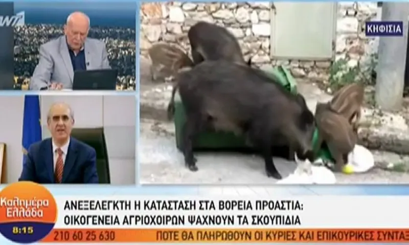 Κηφισιά: Γυναίκα με μωρό στο καρότσι βρέθηκε αντιμέτωπη με αγριογούρουνα (vid)