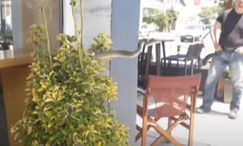 Φίδι πήγε για... καφέ στις Σέρρες (vid)