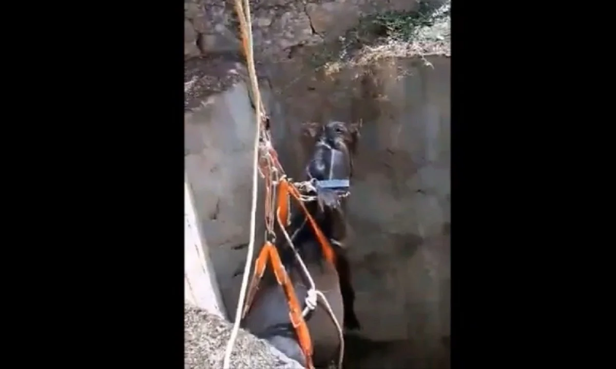 Δείτε πώς βγάζουν άλογο από πηγάδι στην Κρήτη (video)