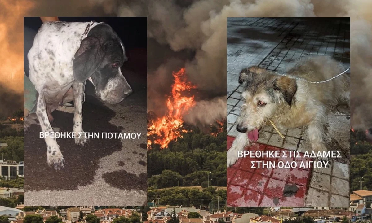 Φωτιά Βαρυμπόμπη : Φιλόζωοι από όλη την Αττική ενώνουν τις δυναμεις τους μέσα από τα social media