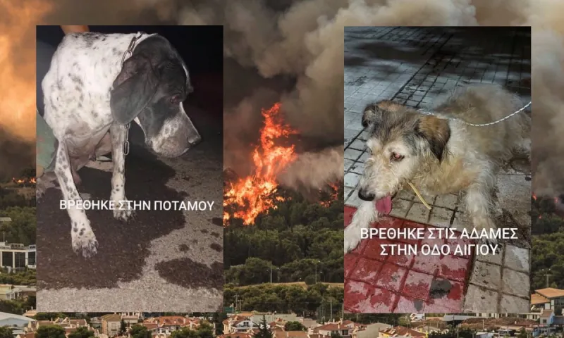 Φωτιά Βαρυμπόμπη : Φιλόζωοι από όλη την Αττική ενώνουν τις δυναμεις τους μέσα από τα social media