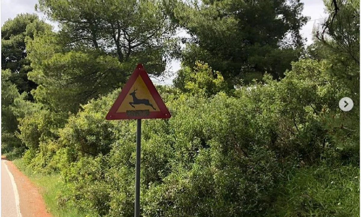 Τσιμτσιλή για τις φωτιές: «Μου είπε ότι στις πυρκαγιές κάηκαν οι αναμνήσεις μου...»
