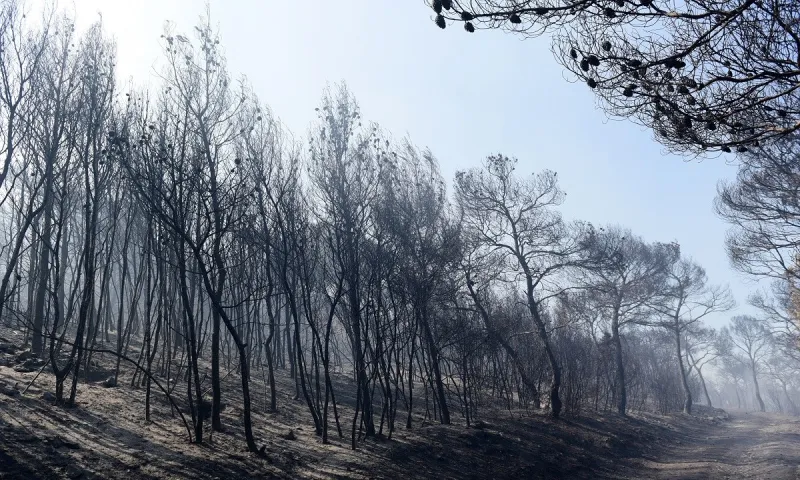 Φωτιές: Τώρα καθαρίζουν τα δάση που κάηκαν - Κάνουν έργα για να μην πνιγούμε