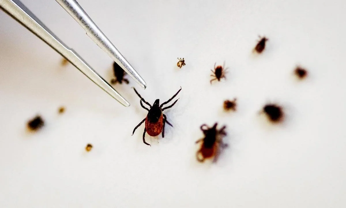 Τι είναι ο ιός Γέζο (virus Yezo) που ανακαλύφθηκε στην Ιαπωνία