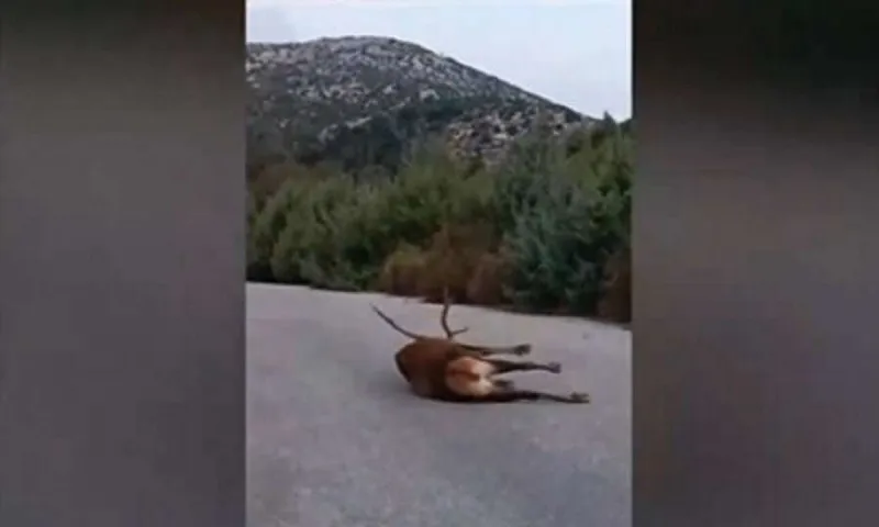 Πάρνηθα: Αδιανόητο - Άφησαν ελάφι χτυπημένο να χαροπαλεύει χωρίς να του προσφέρουν ιατρική βοήθεια