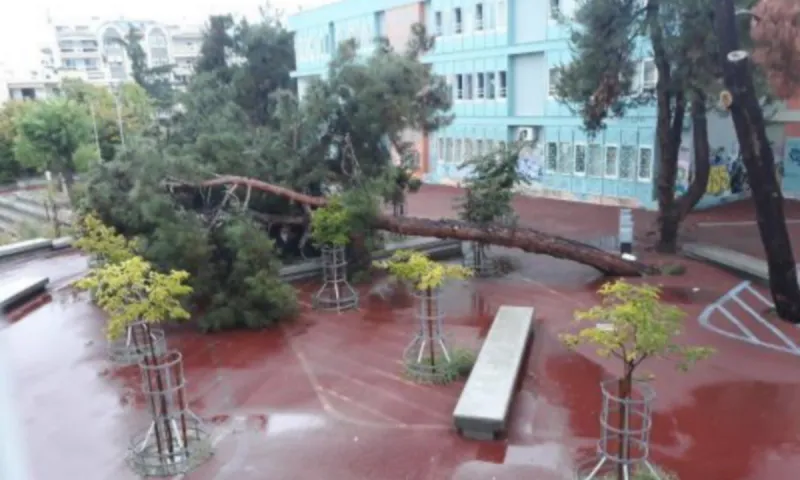 Μεγάλο πεύκο έπεσε στο 31ο γενικό λύκειο Θεσσαλονίκης  - Από θαύμα δεν χτύπησαν μαθητές