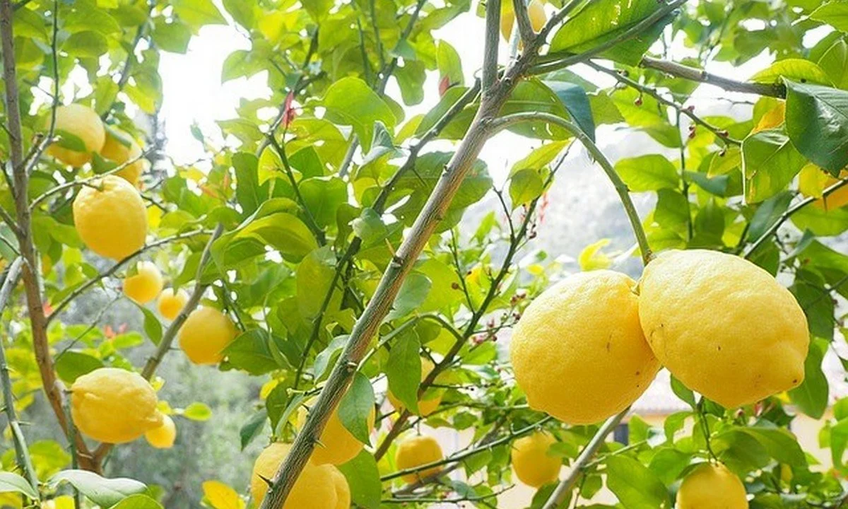 Η Ρωσία κήρυξε τον εμπορικό πόλεμο στην Τουρκία