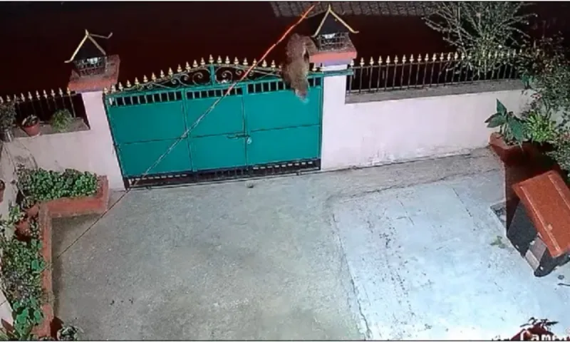 Viral: Λεοπάρδαλη πηδά μέσα σε σπίτι με σκύλο - Τι συνέβη στη συνέχεια (vid)