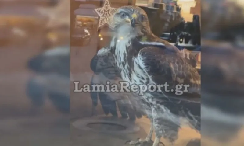 Λαμία: Απίστευτο βίντεο - Γεράκι μπήκε για τυρόπιτα σε μαγαζί! (vid)
