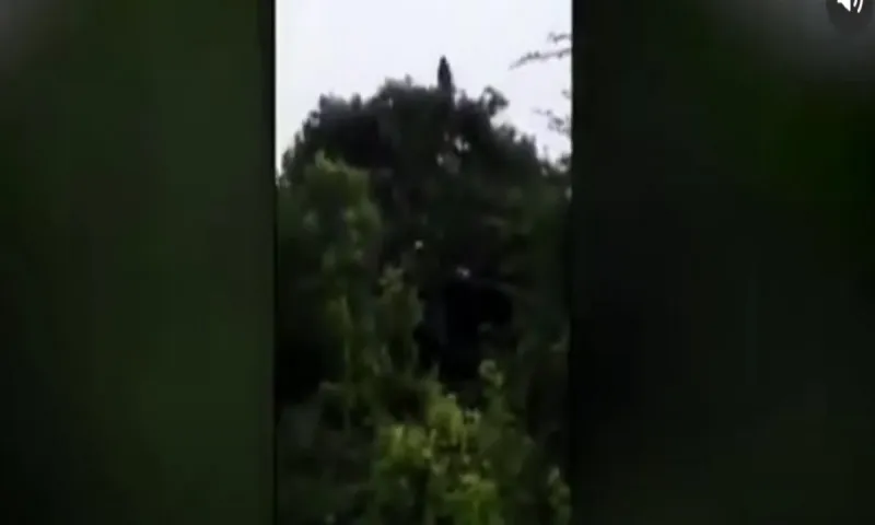 Xωρικός είδε γυναίκα να κλαίει στις κορυφές των δέντρων