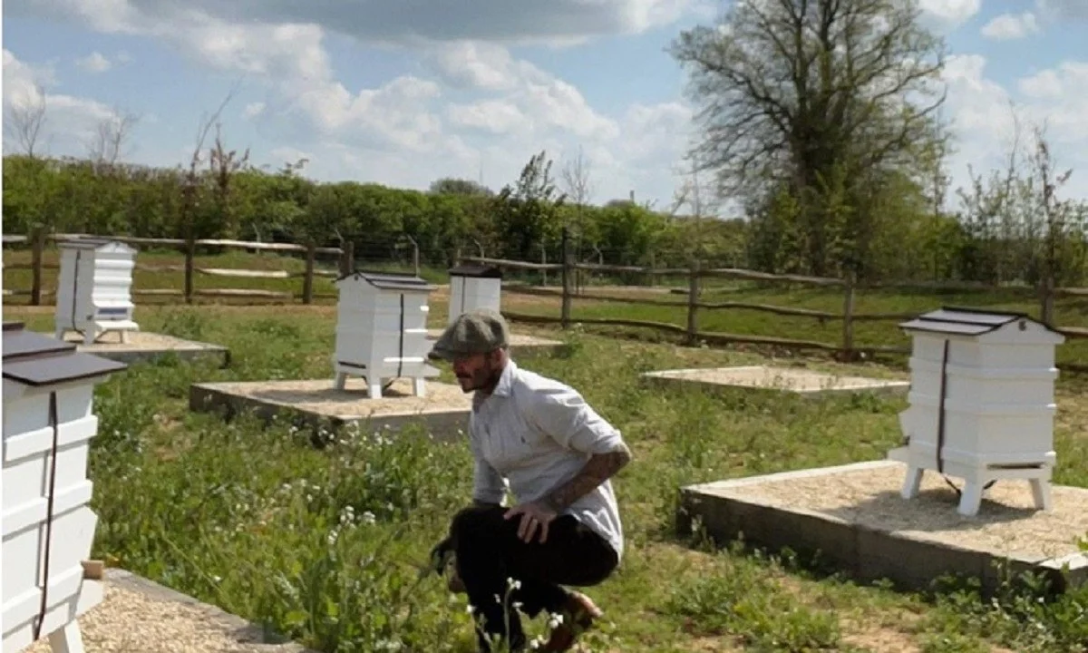Ντέιβιντ Μπέκαμ: Ο διάσημος πρώην ποδοσφαιριστής στράφηκε στη μελισσοκομία, κάτι το οποίο διατηρεί ακόμα και τώρα.