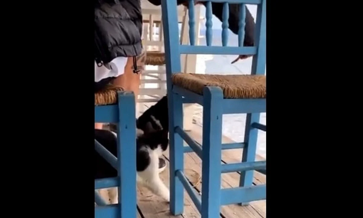 Κλώτσησε γάτα, την πέταξε στη θάλασσα και οι υπόλοιποι γελούσαν - Τραγικό video από την Ελλάδα του 2022
