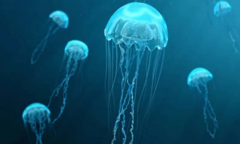 Η κλιματική αλλαγή φέρνει «τροπικούς εισβολείς» στις ελληνικές θάλασσες -  Γιατί χρειάζεται προσοχή